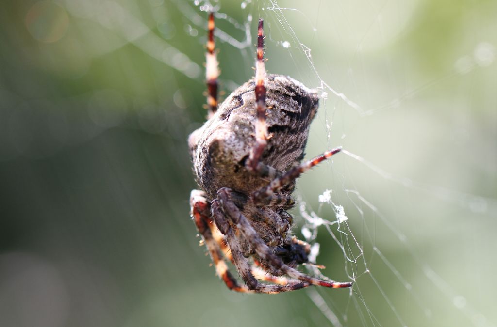 Araneus angulatus (o Araneus circe?) - Spina (FE)